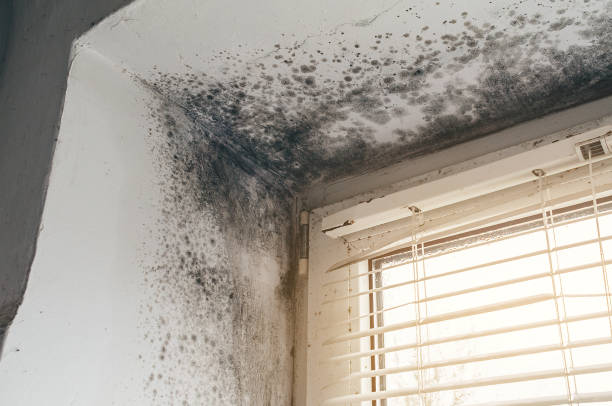 Affordable Mold Remediation solutions in Spotswood, NJ