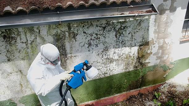 Top rated local Mold Remediation specialists in Spotswood, NJ